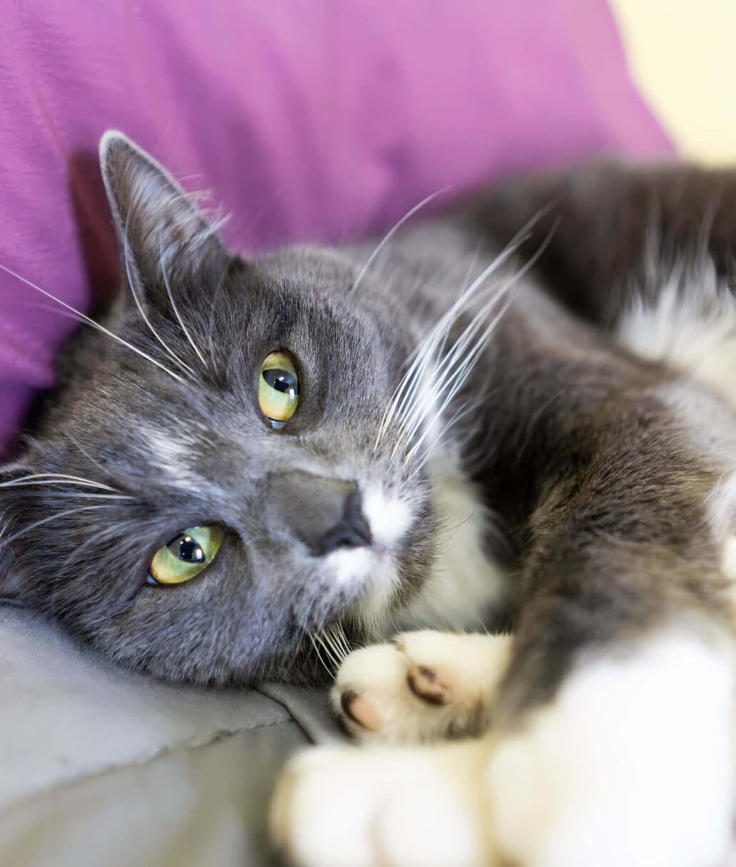 Neema a grey and white cat with green eyes